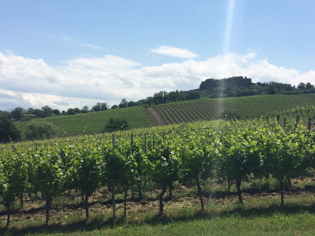 Degustazione Palazzone - la vigna